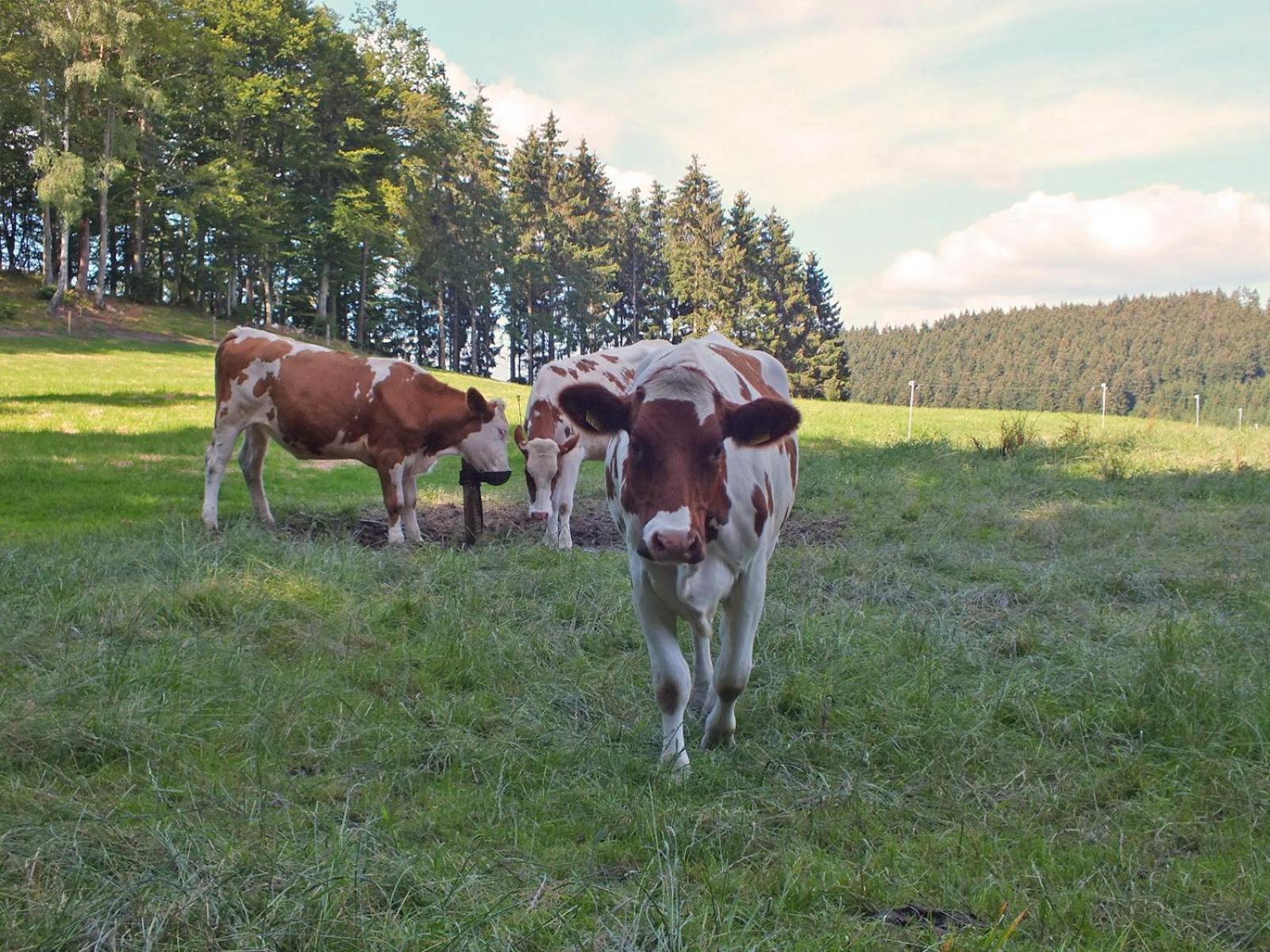 Kornkammer Schmallenberg Exteriör bild